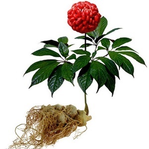 The ginseng in the composition